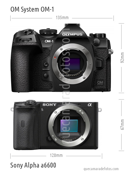 OM System OM-1 vs Sony Alpha a6600